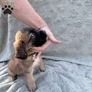 Dark Green, Saint Berdoodle Puppy